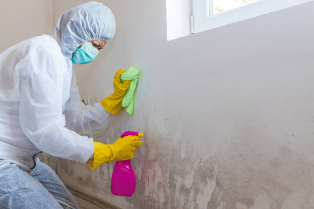 Best Environmental Consulting for Mold Prevention in Upland, PA